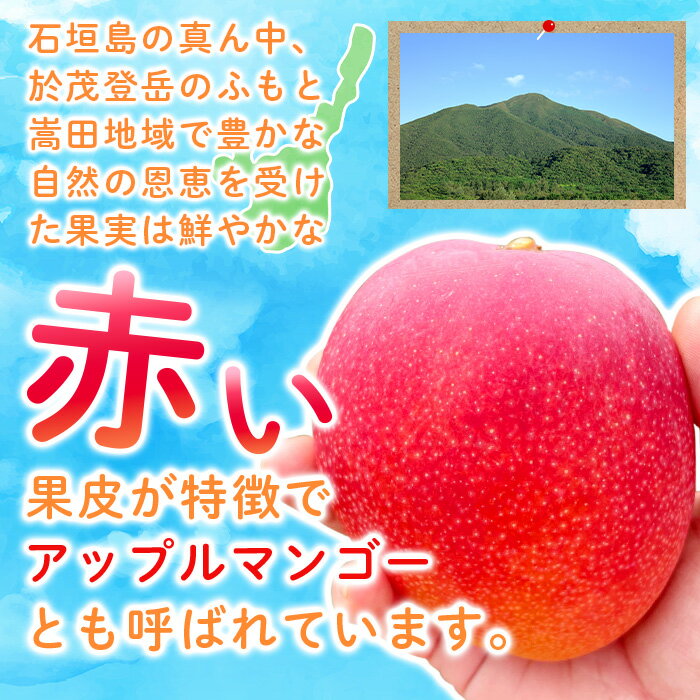 【ふるさと納税】＜先行予約＞石垣島ど真ん中 まるま〜さんマンゴー 1kg (2〜3玉)【2026年7月頃順次発送】 | ふるさと納税 マンゴー フルーツ 果物 完熟 アップルマンゴー アーウィンマンゴー 沖縄県 石垣市 石垣島 産地直送 ふるさと 人気 送料無料 IT-1 サムネイル3