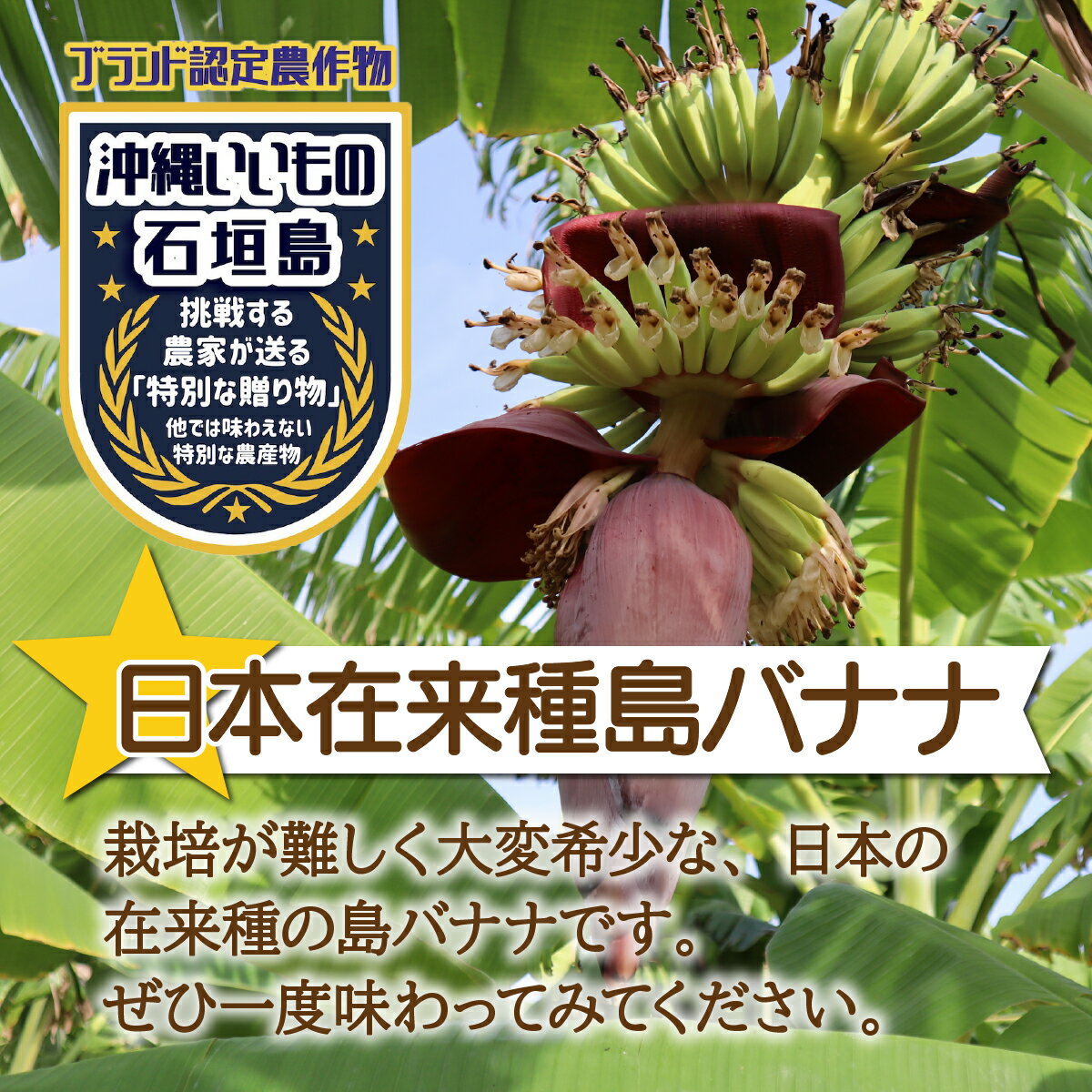 【ふるさと納税】希少！特許製法で作るシリカ水で栽培する特別な「島バナナ」沖縄県石垣市 沖縄 石垣市 石垣島 希少 無農薬 バナナ 島バナナ シリカ水 離島のいいもの 沖縄いいもの石垣島 送料無料 OI-6 - 画像2