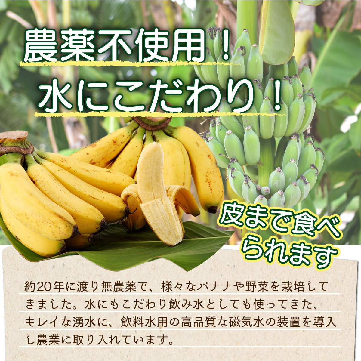 【ふるさと納税】希少！こだわりの水を使い「森ような畑」で栽培する、仲原さんのバナナ ｜沖縄県石垣市 沖縄 石垣 石垣島 石垣島産 農薬不使用 化学肥料不使用 離島のいいもの 沖縄いいもの石垣島 OI-16 サムネイル3