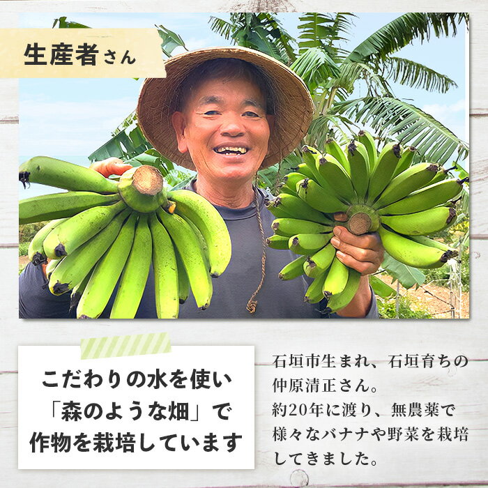 【ふるさと納税】希少！こだわりの水を使い「森ような畑」で栽培する、仲原さんのバナナ ｜沖縄県石垣市 沖縄 石垣 石垣島 石垣島産 農薬不使用 化学肥料不使用 離島のいいもの 沖縄いいもの石垣島 OI-16 サムネイル2