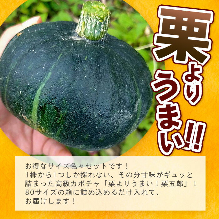 【ふるさと納税】高級カボチャ「栗五郎」サイズ色々2-5個、お得セット！農薬を使わないシリカ水栽培 (3月〜5月順次発送) ｜沖縄 石垣市 石垣島産 減農薬 特別栽培 野菜 離島のいいもの 沖縄いいもの石垣島 OI-13 - 画像2
