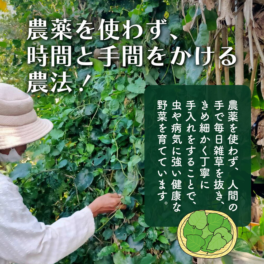 【ふるさと納税】＜先行予約＞2026年2月順次発送／沖縄の健康長寿の秘訣「琉球百薬(おかわかめ)」10袋と旬の野菜詰め合わせ！農薬を使わない栽培方法を続けるミネイさんの野菜 ｜ 沖縄 石垣島 石垣島産 野菜 セット 詰合せ 農薬不使用 沖縄のいいもの石垣島 送料無料 OI-24 - 画像3