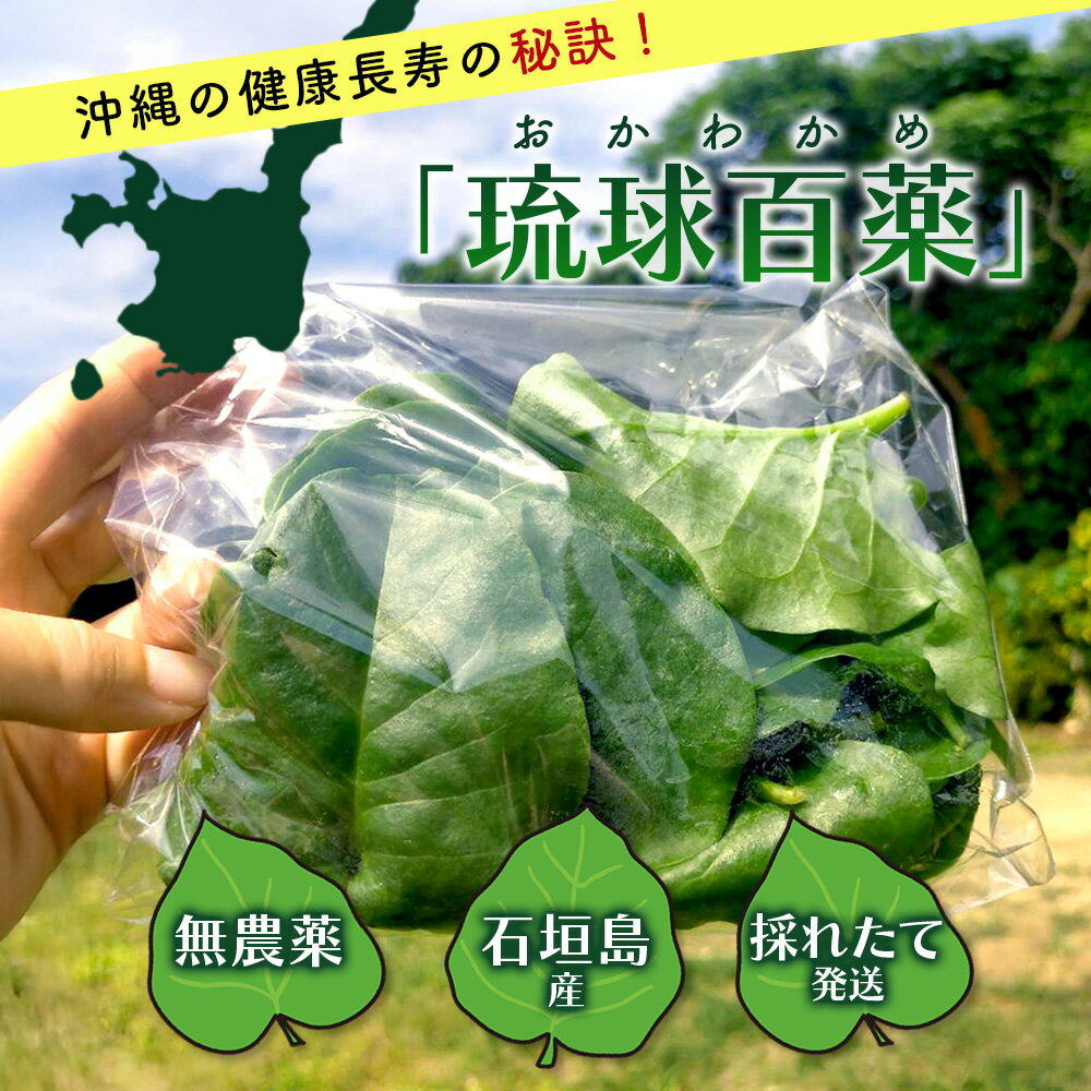 【ふるさと納税】＜先行予約＞2026年2月順次発送／沖縄の健康長寿の秘訣「琉球百薬（おかわかめ）」10袋！農薬を使わない栽培方法を続けるミネイさんの野菜｜沖縄 石垣島 石垣島産 野菜 農薬不使用 離島のいいもの 沖縄のいいもの石垣島 送料無料 OI-25 - 画像2