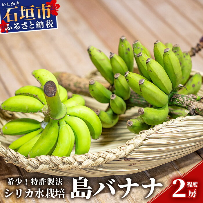 希少！特許製法で作るシリカ水で栽培する特別な「島バナナ」沖縄県石垣市 沖縄 石垣市 石垣島 希少 無農薬 バナナ 島バナナ シリカ水 離島のいいもの 沖縄いいもの石垣島 送料無料 OI-6