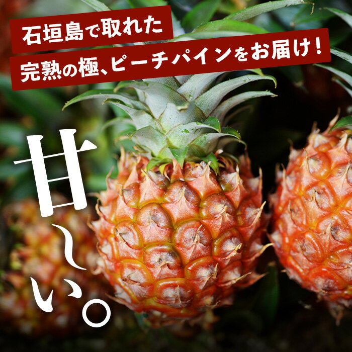 【ふるさと納税】《2026年5月〜7月順次発送》[先行予約] 最高糖度20度以上！？ 完熟の極 石垣島産ピーチパインとジュワリーパインの食べ比べセット | 沖縄 石垣 ジュワリー ピーチ パイン パイナップル 完熟 セット フルーツ デザート 食べ比べ TF-32_R8 サムネイル2