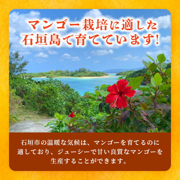 【ふるさと納税】《2026年6月下旬〜7月下旬発送》【先行予約】最高糖度20度！？ 完熟の極！3Lサイズ 石垣島マンゴー 1玉入り約400g【贈答向け】 | 産地直送 完熟マンゴー アーウィン マンゴー 沖縄 八重山 石垣島産 TF-11-1_R8 サムネイル3