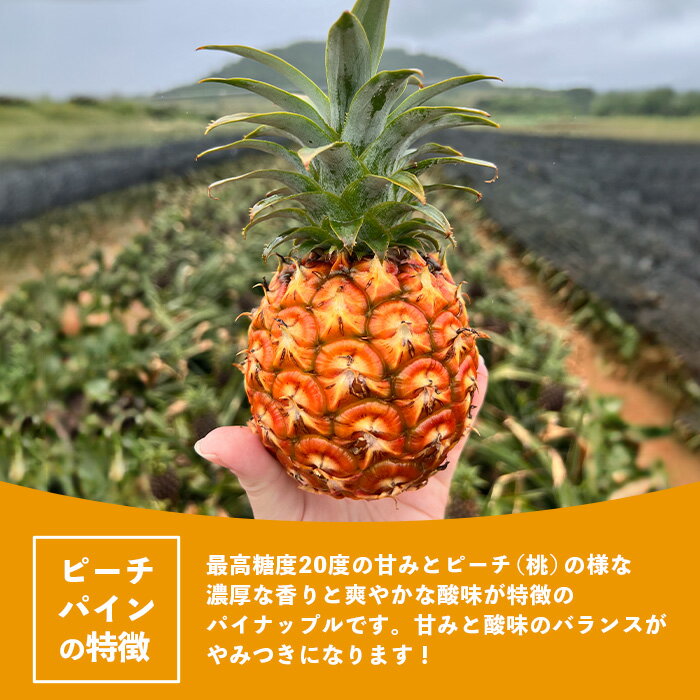 【ふるさと納税】《2026年4月以降順次発送》[先行予約] 最高糖度20度！？ 完熟の極 石垣島産パイナップル　ピーチパイン3個セット 沖縄 石垣島 石垣 八重山 パイン ピーチパイン 期間限定 数量限定 TV テレビ 紹介 マツコ　TF-1-1_R8 サムネイル3