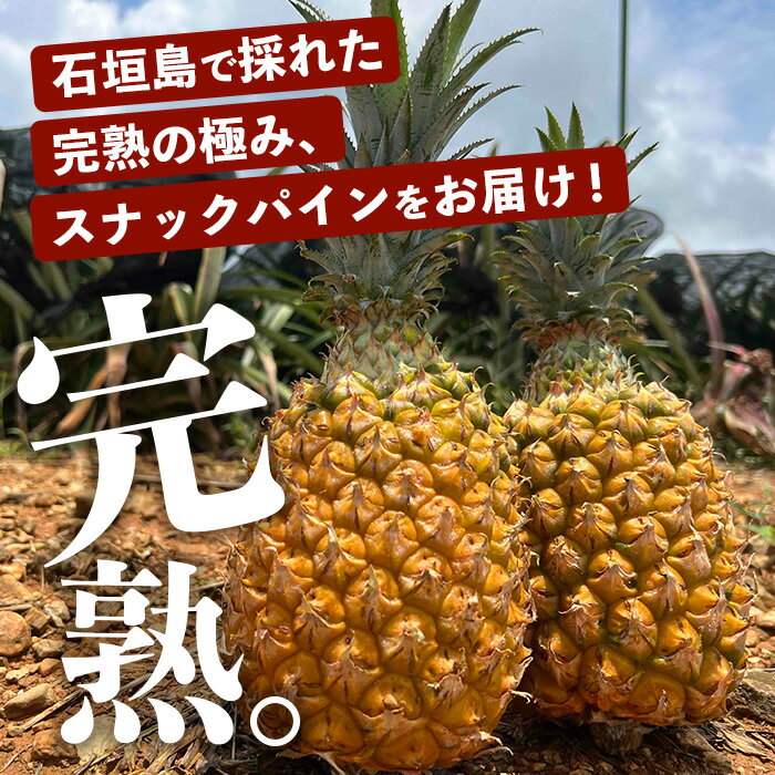 【ふるさと納税】《2026年4月〜6月順次発送》[先行予約]完熟の極石垣島産パイナップル超大満足の食べ比べセットスナック＆ピーチ＆ジュワリー3種の食べ比べセット | 沖縄 石垣 ピーチ スナック ジュワリー パイン パイナップル 完熟 セット フルーツ デザート 食べ比べ TF-34 サムネイル2