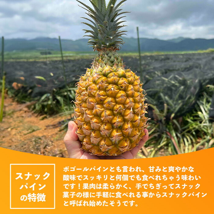 【ふるさと納税】《2026年4月〜6月順次発送》[先行予約]完熟の極石垣島産パイナップル超大満足の食べ比べセットスナック＆ピーチ＆ジュワリー3種の食べ比べセット | 沖縄 石垣 ピーチ スナック ジュワリー パイン パイナップル 完熟 セット フルーツ デザート 食べ比べ TF-34 サムネイル3