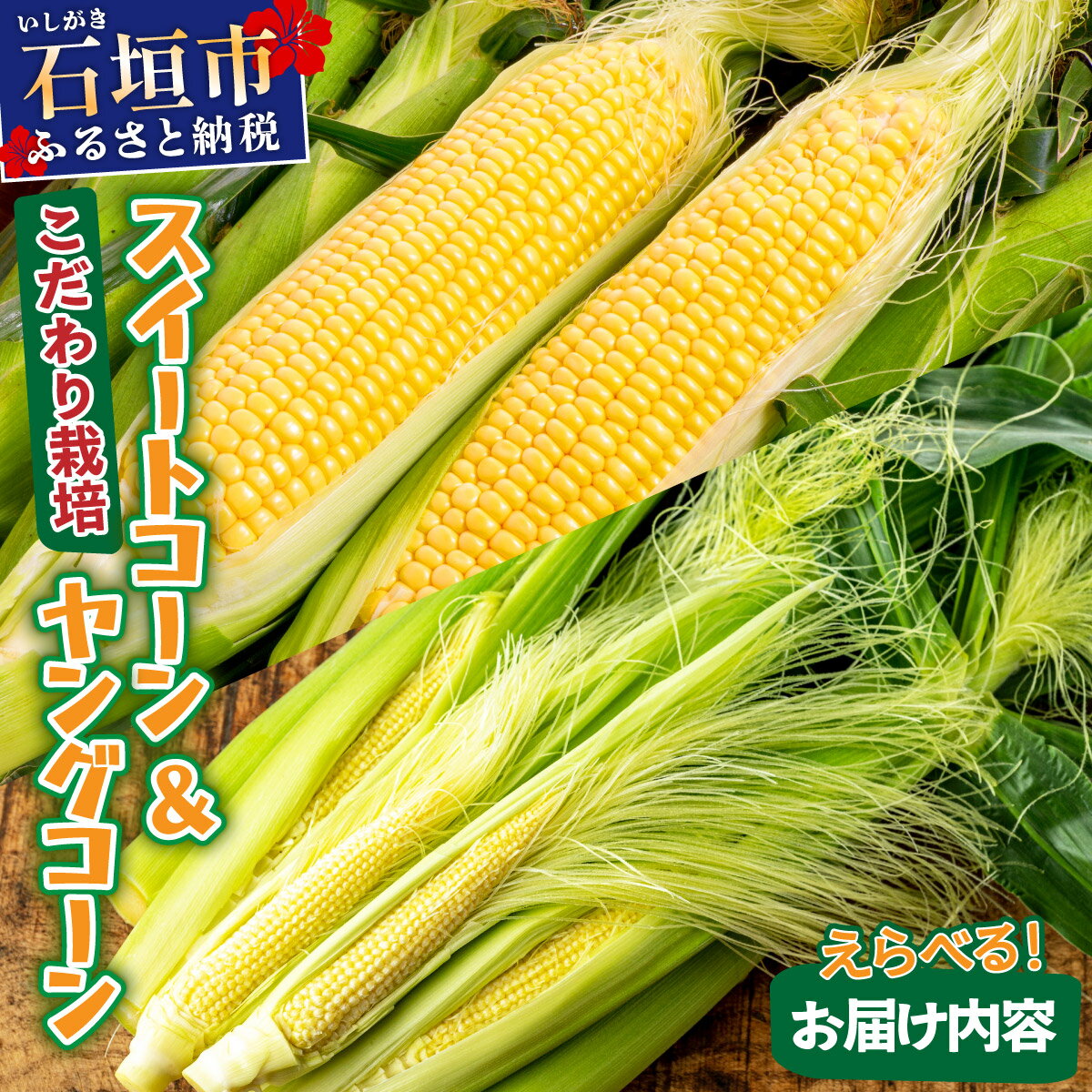 【先行予約】 1番遅くて1番早い? プレミアムヤングコーンとスイートコーン！！朝採れを皮付きのままお届け！！ | コーン スイートコーン とうもろこし ヤングコーン 朝採れ ふるさと納税 ふるさと 沖縄県 沖縄 石垣 石垣島 石垣市 人気