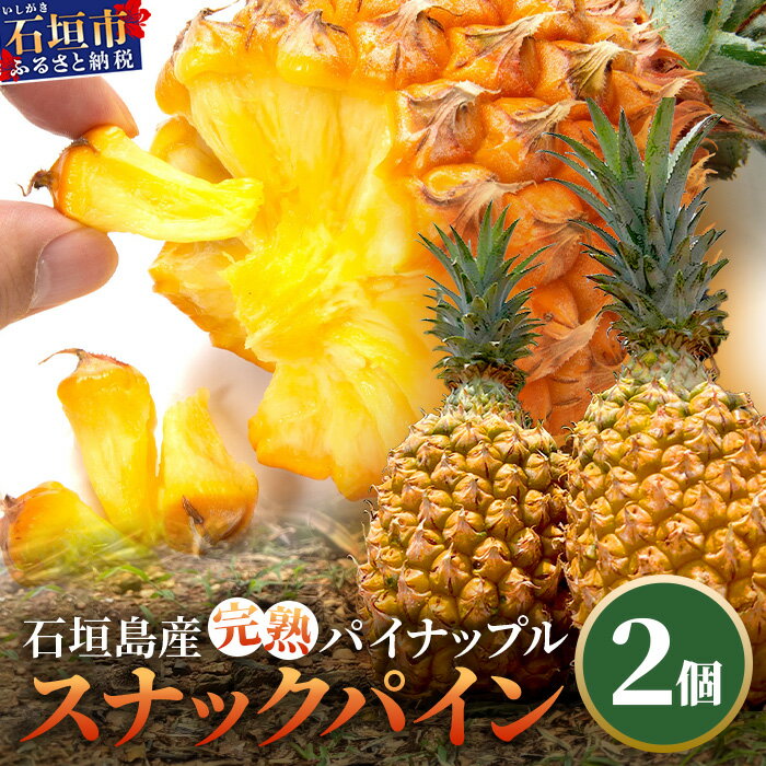 《2026年4月〜6月発送》最高糖度18度！？ 石垣島産完熟スナックパイン 2個セット | 沖縄 石垣島 石垣 八重山 パイン パイナップル 期間限定 数量限定 産地直送 送料無料 TF-23_R8