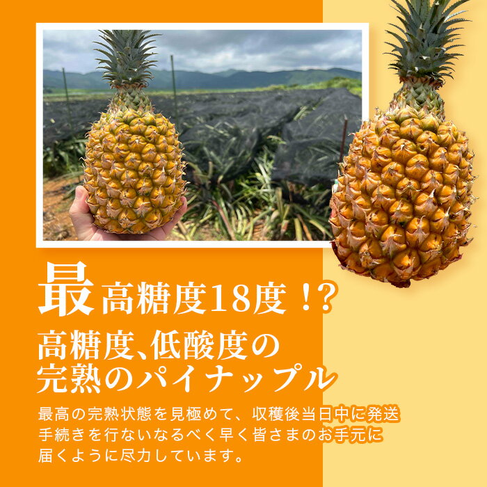 【ふるさと納税】《2026年4月〜6月発送》最高糖度18度！？ 石垣島産完熟スナックパイン 2個セット | 沖縄 石垣島 石垣 八重山 パイン パイナップル 期間限定 数量限定 産地直送 送料無料 TF-23_R8 サムネイル2