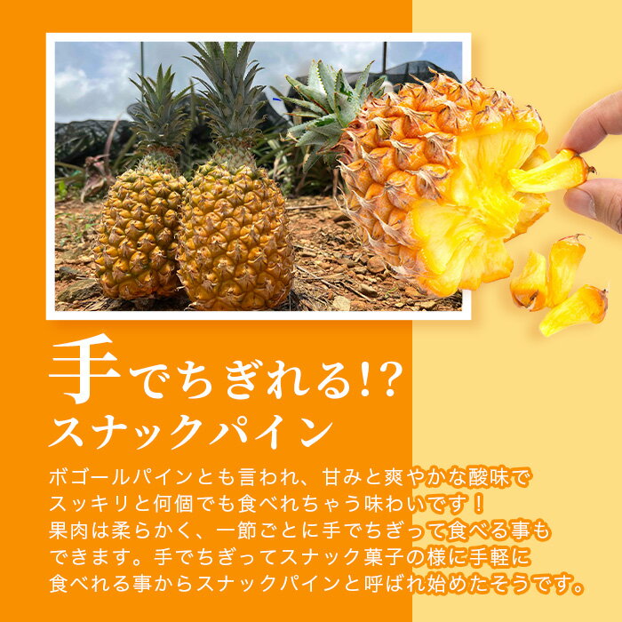 【ふるさと納税】《2026年4月〜6月発送》最高糖度18度！？ 石垣島産完熟スナックパイン 2個セット | 沖縄 石垣島 石垣 八重山 パイン パイナップル 期間限定 数量限定 産地直送 送料無料 TF-23_R8 サムネイル3