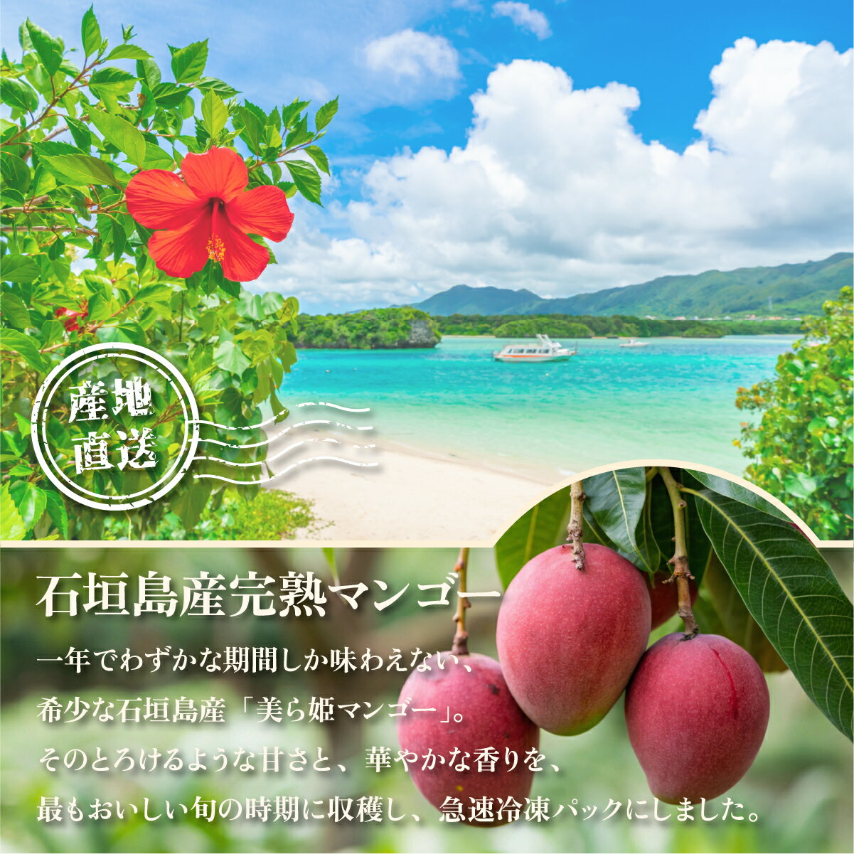 【ふるさと納税】【選べる容量】冷凍美ら姫マンゴー 1〜2kg | ふるさと納税 マンゴー 完熟 冷蔵 フルーツ 果物 沖縄県 石垣市 石垣島 産地直送 ふるさと 人気 送料無料 CB-3 CB-4 サムネイル2