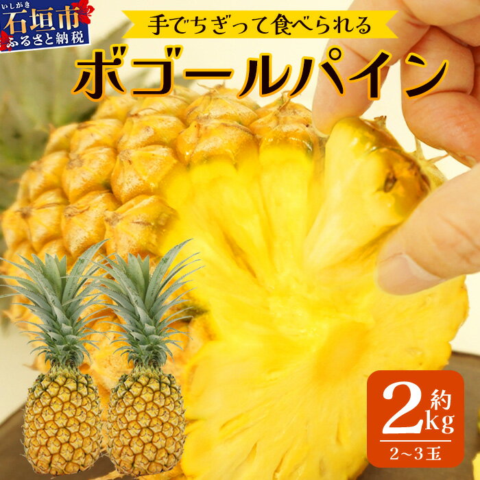《2026年4月下旬頃より順次発送》[予約受付] 石垣島産 ボゴールパイン 2〜3個セット 約2kg | 産地直送 石垣島産 石垣 完熟 パイン パイナップル スナックパイン ボゴール TD-2