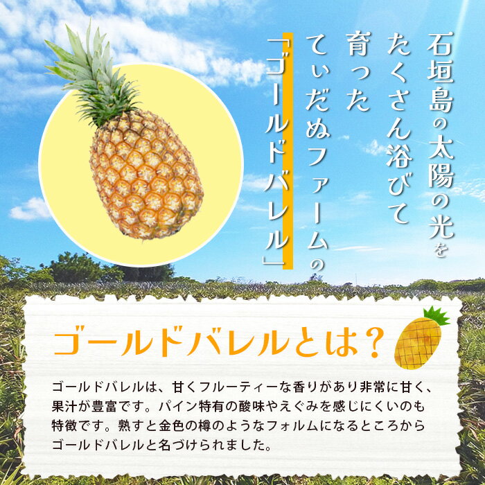 【ふるさと納税】[2026年6月上旬より順次発送予定] 最高級パイン ゴールドバレル2~3玉セット | 沖縄 石垣 パイナップル パイン ゴールド バレル 高級 セット TD-1-1 サムネイル3