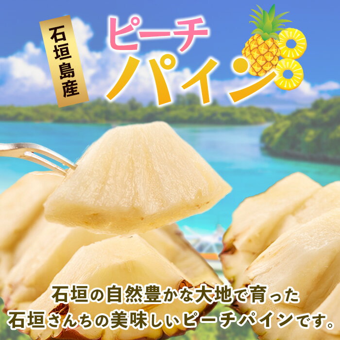 【ふるさと納税】【先行予約】《2026年5月上旬頃より順次発送》石垣島産 ピーチパイン約2.5~5kg｜産地直送 沖縄 石垣 パイナップル フルーツ ｜石垣さんちの石垣トロピカルファーム TP-10-12 サムネイル2