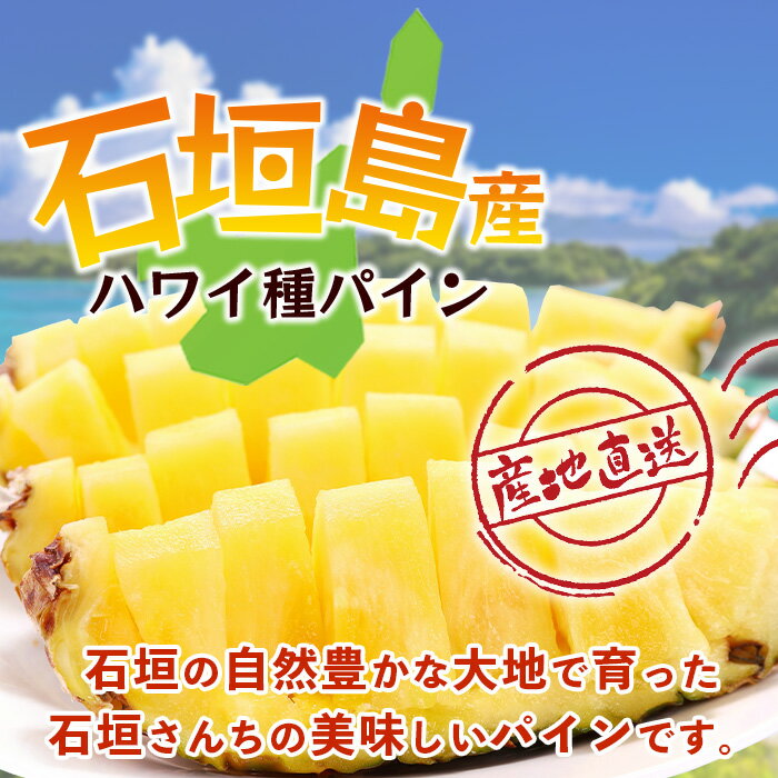 【ふるさと納税】【先行予約】《2026年6月上旬頃より順次発送》石垣島産 ハワイ種 パイン (4玉 約4kg) ｜ 産地直送 沖縄 石垣 パイン パイナップル フルーツ ハワイ種 ｜石垣さんちの石垣トロピカルファーム TP-5 サムネイル2