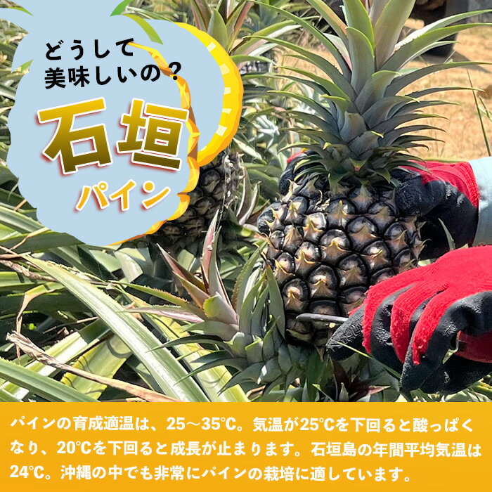 【ふるさと納税】【先行予約】《2026年5月上旬頃より順次発送》石垣島産 ピーチパイン約2.5~5kg｜産地直送 沖縄 石垣 パイナップル フルーツ ｜石垣さんちの石垣トロピカルファーム TP-10-12 サムネイル3