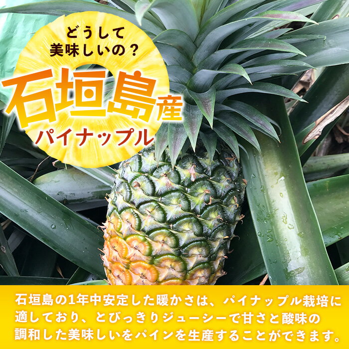 【ふるさと納税】【先行予約】《2026年6月上旬頃より順次発送》石垣島産 ハワイ種 パイン (4玉 約4kg) ｜ 産地直送 沖縄 石垣 パイン パイナップル フルーツ ハワイ種 ｜石垣さんちの石垣トロピカルファーム TP-5 サムネイル3