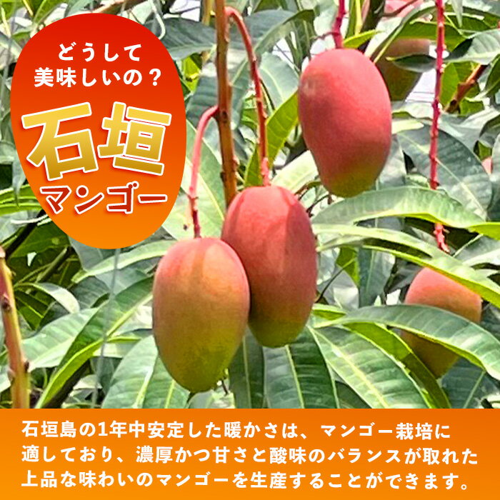 【ふるさと納税】＜先行予約＞2026年発送分【訳あり】石垣島産 マンゴー (アーウィン種) 9〜12玉(箱含め約5kg) 《樹齢30年の木で育ったマンゴー》｜産地直送 沖縄 石垣島 マンゴー アーウィン マンゴー フルーツ TP-03 サムネイル3