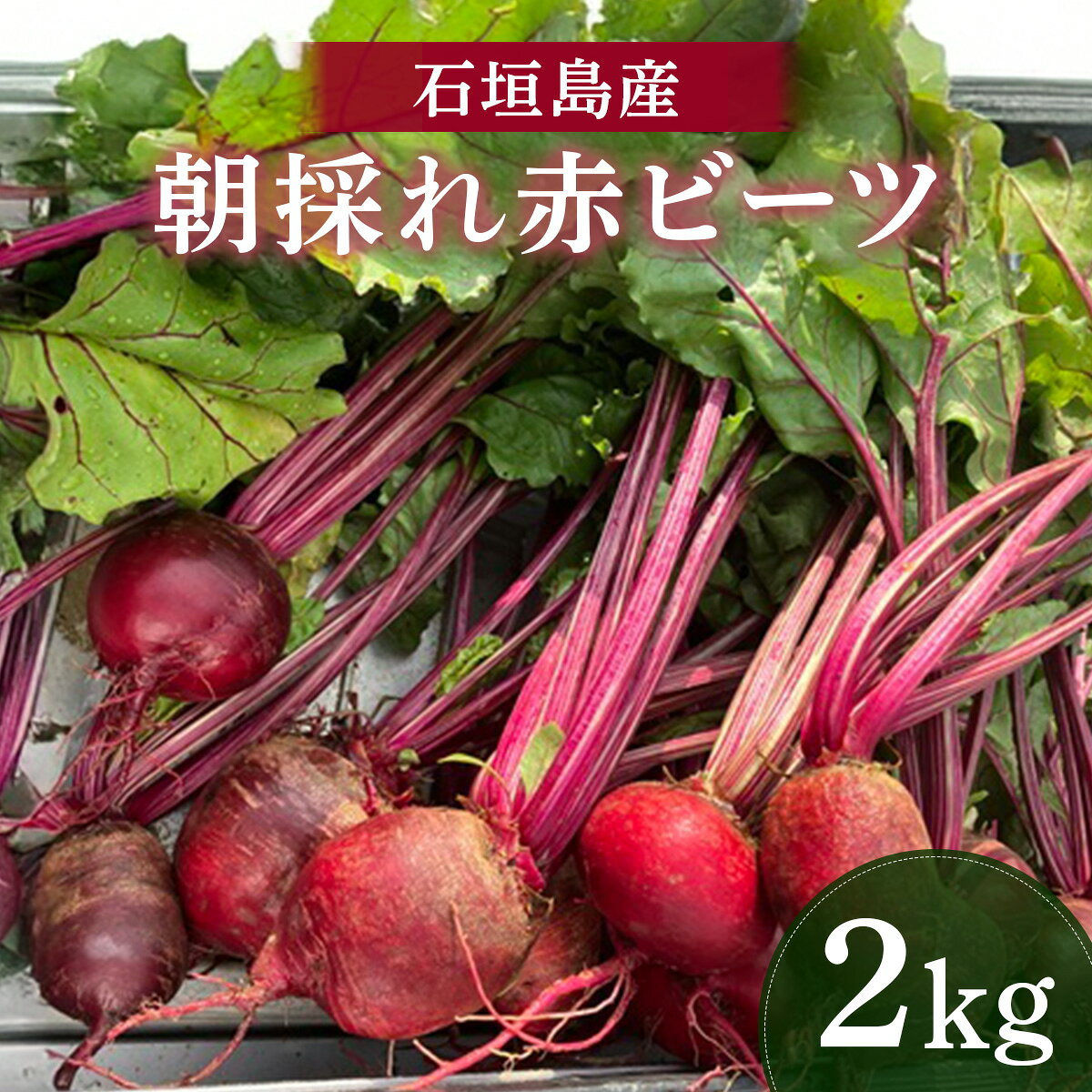 石垣島産 赤ビーツ 2kg ＜2026年1月以降発送＞ | 朝採れ 沖縄県 石垣市 石垣 産地直送 ビーツ 赤ビーツ
