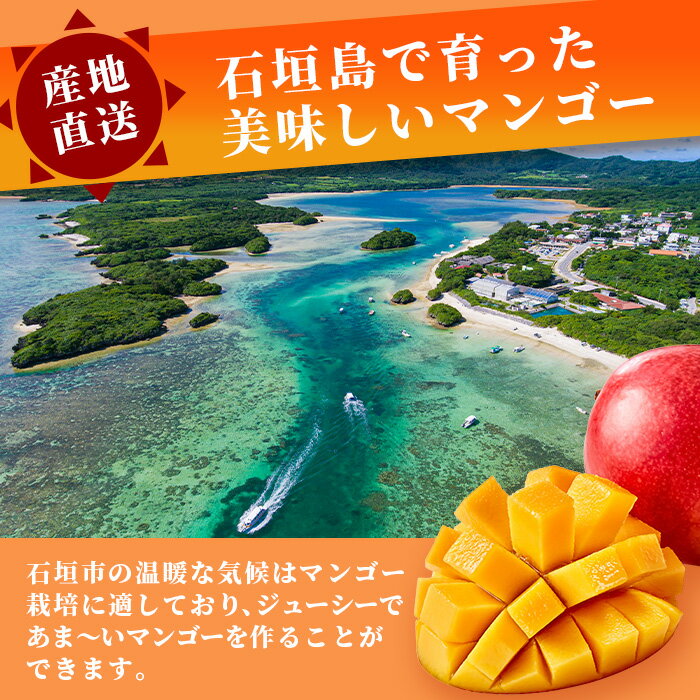 【ふるさと納税】先行予約【数量限定】内容量を選べる「紅福姫ブランド」石垣島のマンゴー 約1〜3kg【沖縄県 石垣市 産地直送 旬 石垣島産 マンゴー 完熟マンゴー アーウィン種マンゴー】 サムネイル2