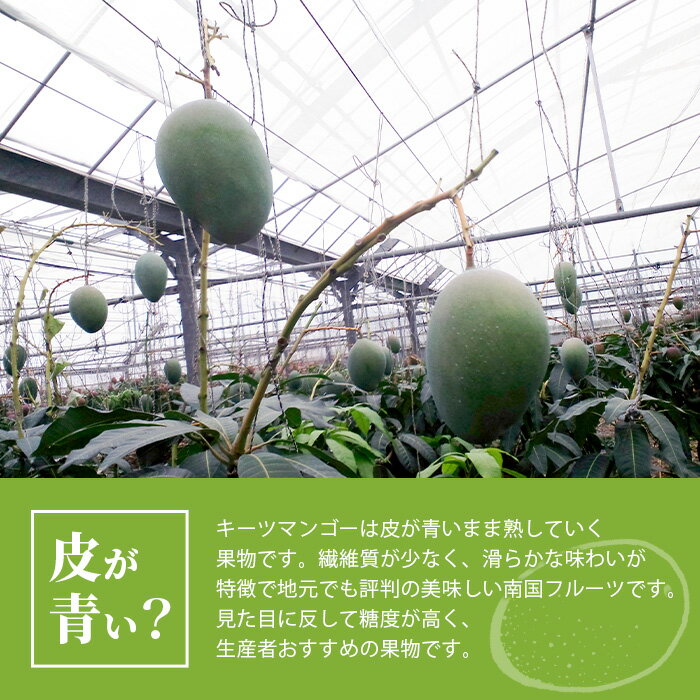 【ふるさと納税】＜先行予約＞【訳あり】石垣島産 キーツマンゴー 約1.2~1.6kg 【2026年8月順次発送】高騰度 マンゴー ふるさと納税 マンゴー キーツマンゴー ご家庭用 フルーツ 果物 果実 国産 沖縄県 石垣市 石垣島 ふるさと 人気 送料無料 - 画像2
