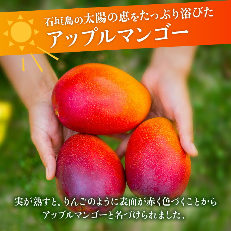 【ふるさと納税】約1kg〜約2kg とろける完熟マンゴー 石垣島産 [内容量を選べる] | ふるさと納税 マンゴー アップルマンゴー ふるさと納税 フルーツ 果物 果実 国産 ギフト 贈答用 沖縄県 石垣市 石垣島 人気 送料無料【2026年6月頃より順次発送】 サムネイル2
