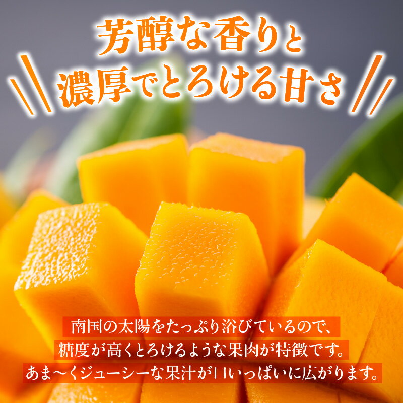 【ふるさと納税】約1kg〜約2kg とろける完熟マンゴー 石垣島産 [内容量を選べる] | ふるさと納税 マンゴー アップルマンゴー ふるさと納税 フルーツ 果物 果実 国産 ギフト 贈答用 沖縄県 石垣市 石垣島 人気 送料無料【2026年6月頃より順次発送】 サムネイル3