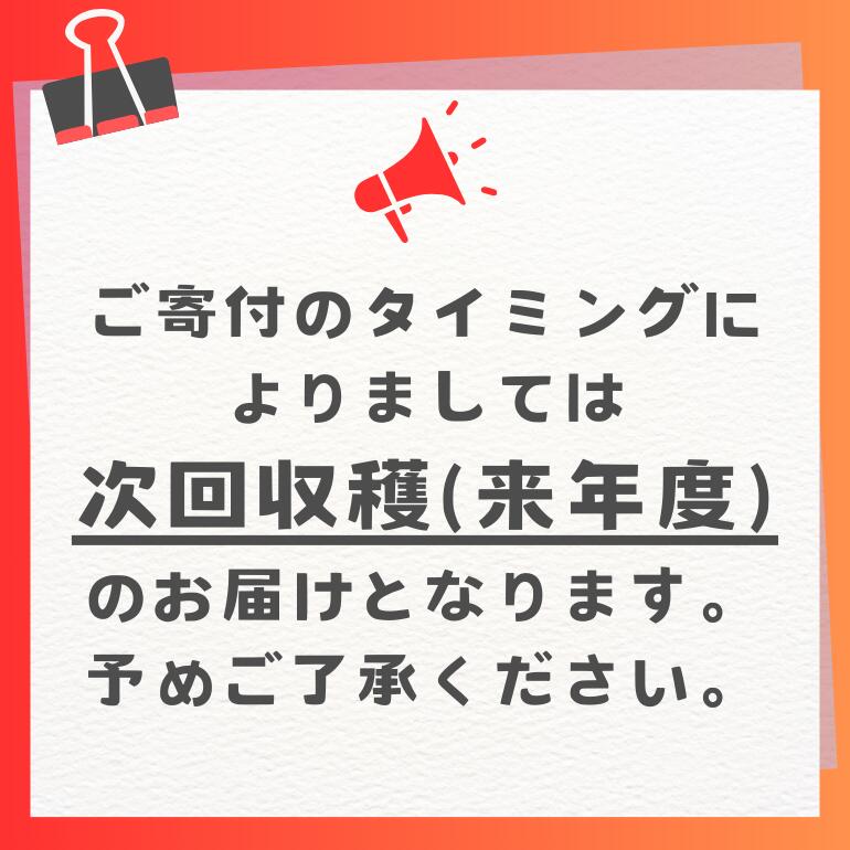 【ふるさと納税】【定期便全6回】沖縄 フルーツ 定期便 6回 パッションフルーツ パイナップル パイン マンゴー キーツマンゴー ドラゴンフルーツ バナナ フルーツ定期便 旬 フルーツ 果物 くだもの 沖縄マンゴー 定期便 季節の果物 産地直送 沖縄県 糸満市 送料無料 先行予約 サムネイル2