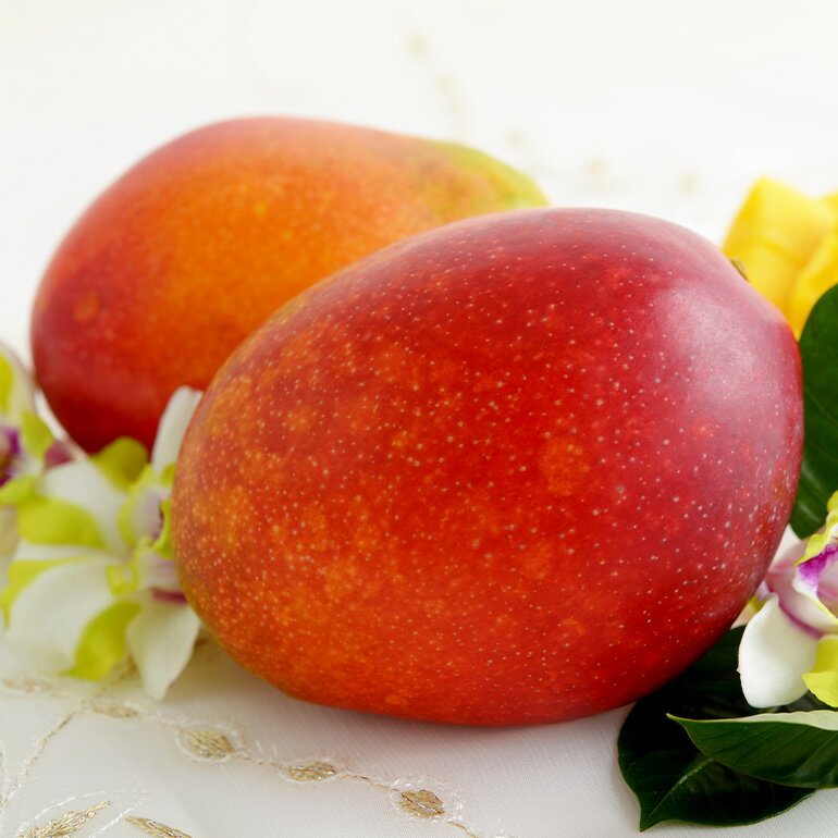 【ふるさと納税】【 先行予約 2026年 発送 】 農家直送 ! 太陽ファームのマンゴー 2kg ( ご家庭用 ) マンゴー 沖縄県産 マンゴー アップルマンゴー アーウィンマンゴー 完熟マンゴー 果物 南国 くだもの フルーツ 完熟 夏 旬 沖縄 お取り寄せ 産地直送 糸満市 送料無料 サムネイル3