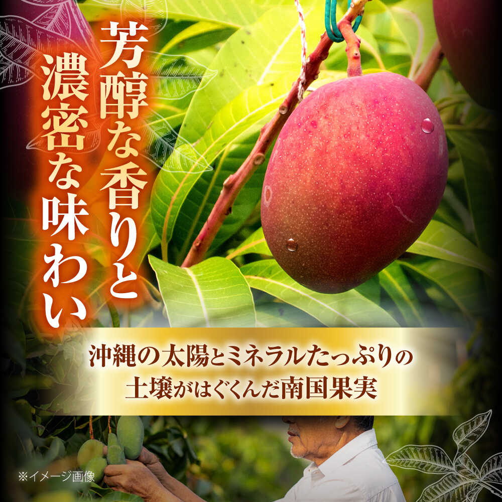 【ふるさと納税】【訳あり】【先行予約】完熟マンゴー 約1.5kg (3〜6玉入) マンゴー 沖縄 果物 フルーツ ギフト 予約受付 沖縄市 / ちゃんぷる〜市場 [BCAA001] サムネイル2