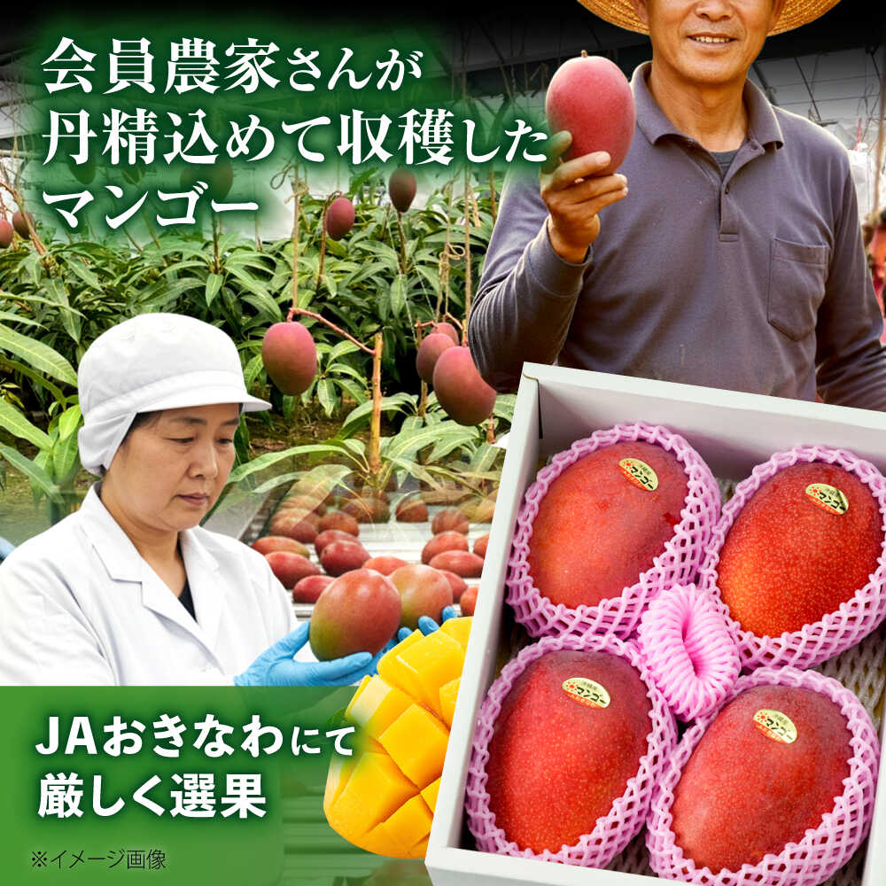 【ふるさと納税】【訳あり】【先行予約】完熟マンゴー 約1.5kg (3〜6玉入) マンゴー 沖縄 果物 フルーツ ギフト 予約受付 沖縄市 / ちゃんぷる〜市場 [BCAA001] サムネイル3