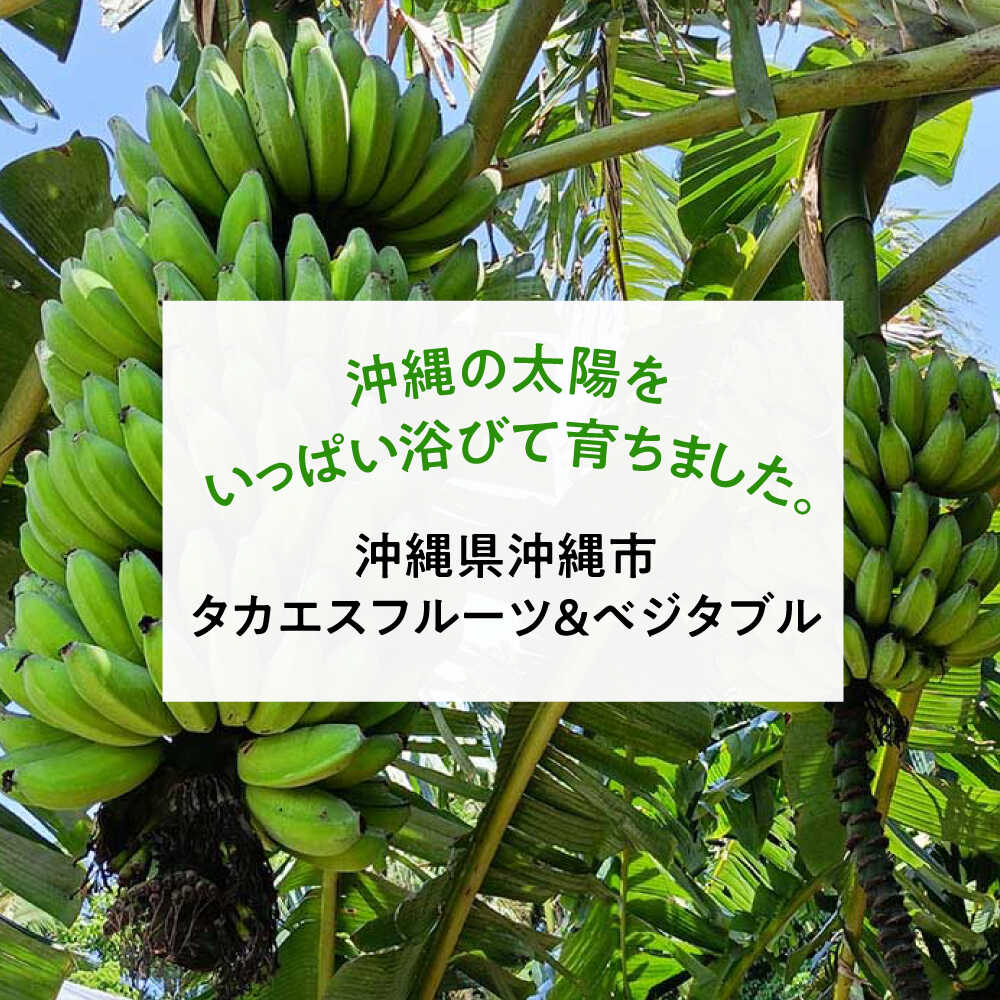 【ふるさと納税】ムッチリ食感！沖縄県産アップルバナナ 2kg バナナ フルーツ 果物 無農薬 banana 沖縄市 / タカエス フルーツ＆ベジタブル [BCBH001] サムネイル2