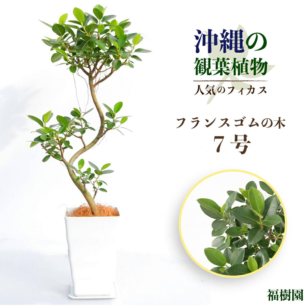 沖縄の観葉植物 人気のフィカス フランスゴム7号 角鉢 観葉植物 インテリア ゴムの木 鉢付き おしゃれ インテリアグリーン 緑のある暮らし ハウスプラント うるま市 福樹園 AONOKI