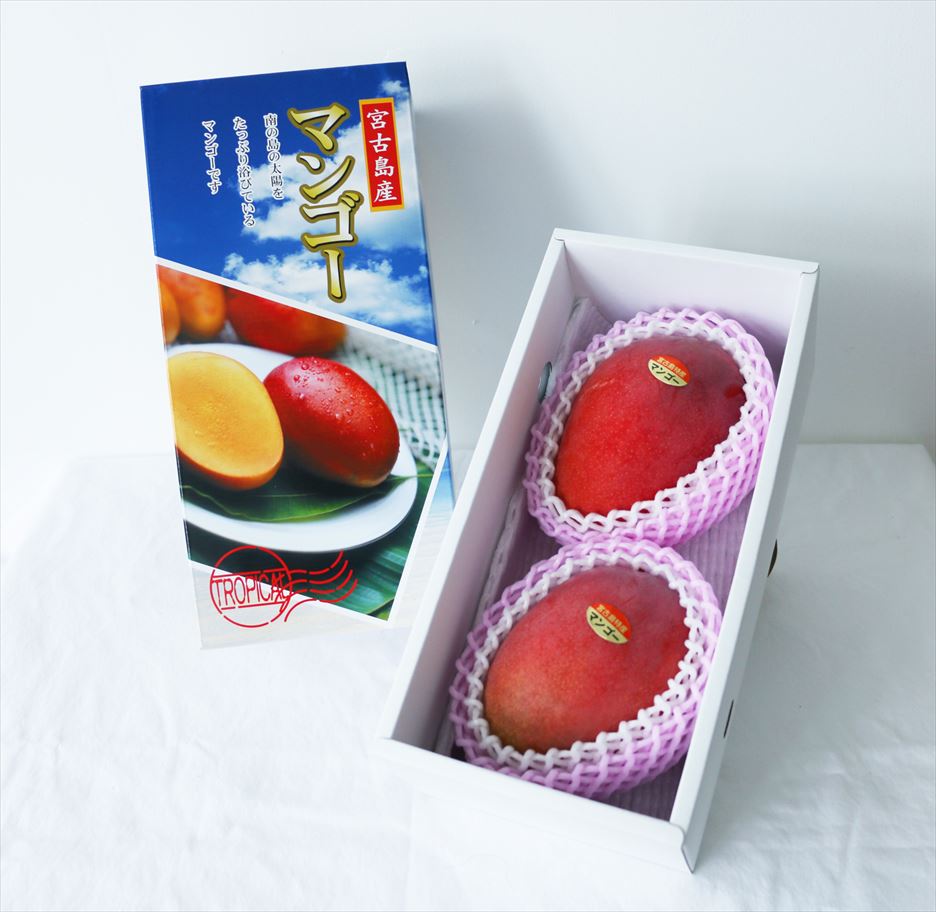 【ふるさと納税】《先行予約》宮古島産 マンゴーセット｜アーウィン＆キーツ｜フルーツ定期便 全2回＜琉球マルシェ＞ | フルーツ 果物 マンゴー アーウィン キーツ 食べ比べ セット 詰め合わせ 人気 おすすめ 沖縄 宮古島(AR219） サムネイル2