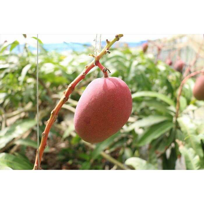 【ふるさと納税】《先行予約》沖縄県宮古島産 減農薬栽培マンゴー 1kg【優品】｜贈答用・糖度14度以上！｜琉球マルシェ | 高級 贈答用 糖度約14度 優品 人気 ギフト プレゼント 期間限定 数量限定 送料無料 お取り寄せグルメ 取り寄せ お取り寄せ 沖縄 南国 宮古島市 宮古島 サムネイル3