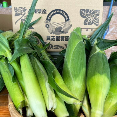 【ふるさと納税】【2026年4～5月頃順次発送】春獲れ一番!極甘くんじゃんこーん ホワイト 8本 とうもろこし【配送不可地域：離島】【1578629】 - 画像2