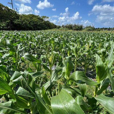 【ふるさと納税】【2026年4～5月頃順次発送】春獲れ一番!極甘くんじゃんこーん 8本 とうもろこし【配送不可地域：離島】【1578836】 - 画像3