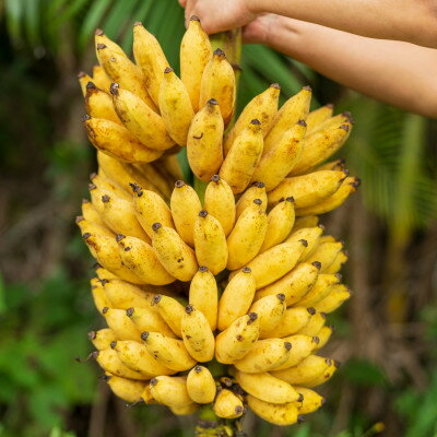 【ふるさと納税】【2026年1月から順次発送】もっちもち食感のアップルバナナ1.5kg(10～24本)【1578861】 サムネイル2