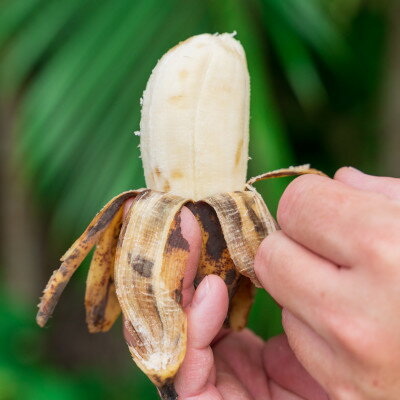 【ふるさと納税】【2026年1月から順次発送】もっちもち食感のアップルバナナ1.5kg(10～24本)【1578861】 サムネイル3