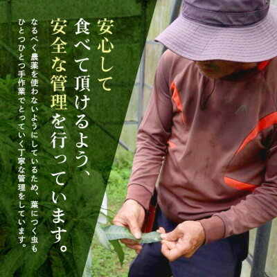 【ふるさと納税】【2026年6月から順次発送】優品アーウィンマンゴー5kg(8～12玉)【配送不可地域：離島】【1584603】 サムネイル3