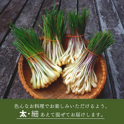 【ふるさと納税】【2026年2月中旬から順次発送】産地直送!沖縄おつまみの定番の島らっきょう1kg【配送不可地域：離島】【1584610】 - 画像2