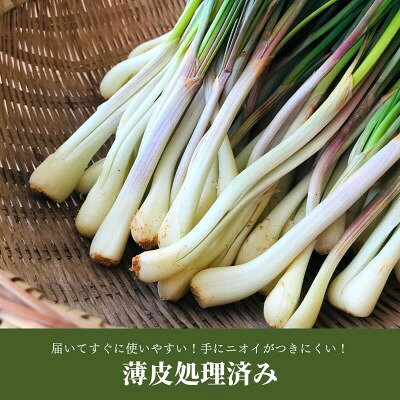 【ふるさと納税】【2026年2月中旬から順次発送】産地直送!沖縄おつまみの定番の島らっきょう1kg【配送不可地域：離島】【1584610】 - 画像3