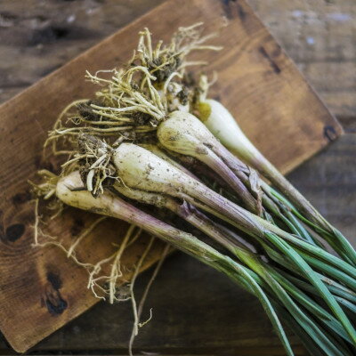 【ふるさと納税】【2026年5月上旬から順次発送】農家直送!国頭村・島袋さんの採れたて島らっきょう 1kg【1672232】 - 画像2