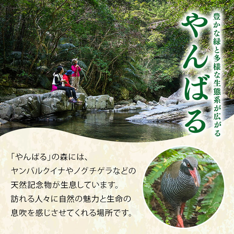 【ふるさと納税】沖縄県国頭村の対象施設で使える楽天トラベルクーポン 寄付額10,000円（クーポン額3,000円） サムネイル3