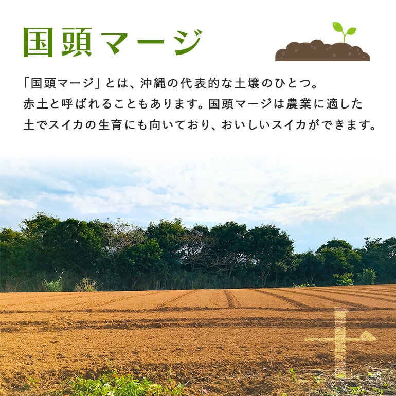 【ふるさと納税】【2026年2月～3月頃の発送】島袋さんの冬スイカ選べる 1～2玉(1玉あたり3.5～4.5kg)【配送不可地域：離島】【G1577664】 サムネイル3