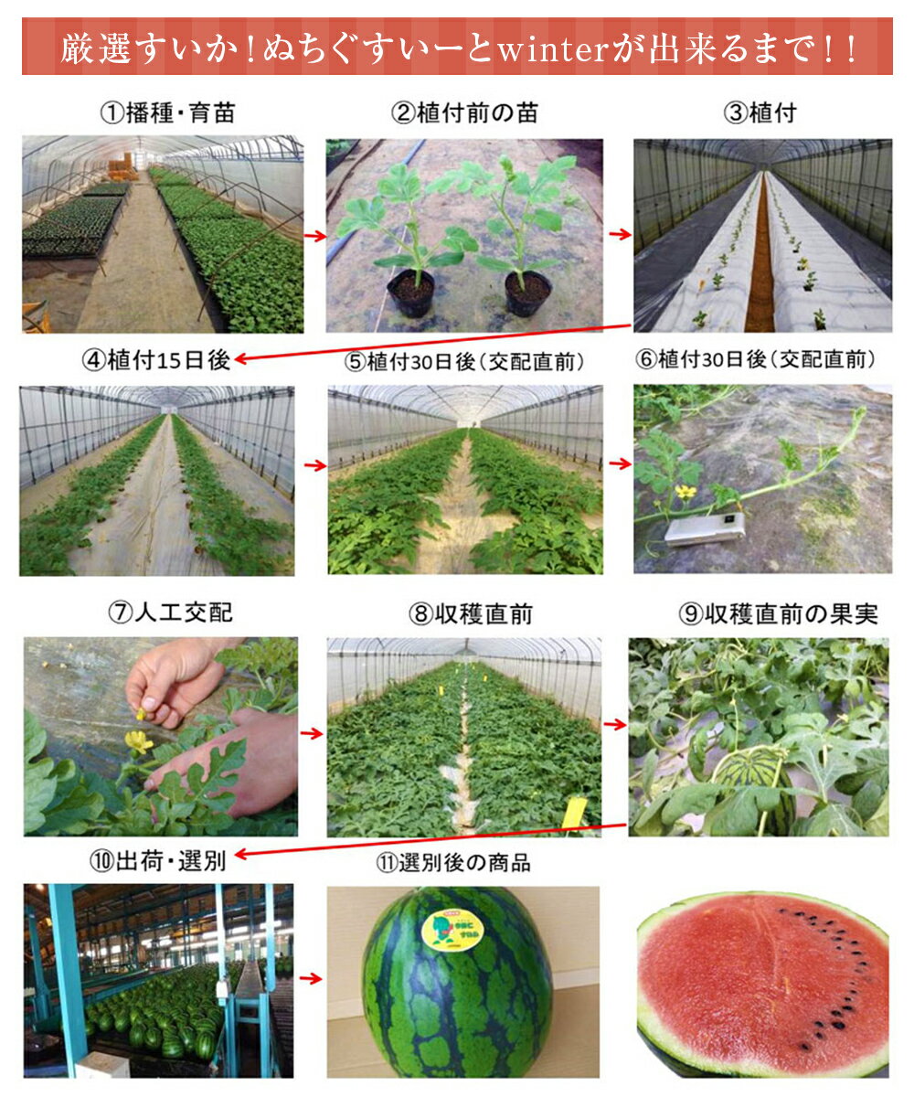 【ふるさと納税】【JAおきなわ】厳選すいか！ぬちぐすいーとwinter　【2026年1月～2月頃発送】先行予約 サムネイル3