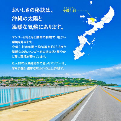 【ふるさと納税】【2026年6月下旬から順次発送】今帰仁産の完熟アップルマンゴー1kg～2kg(A級/特選)【配送不可地域：離島】【G4014730】 - 画像2